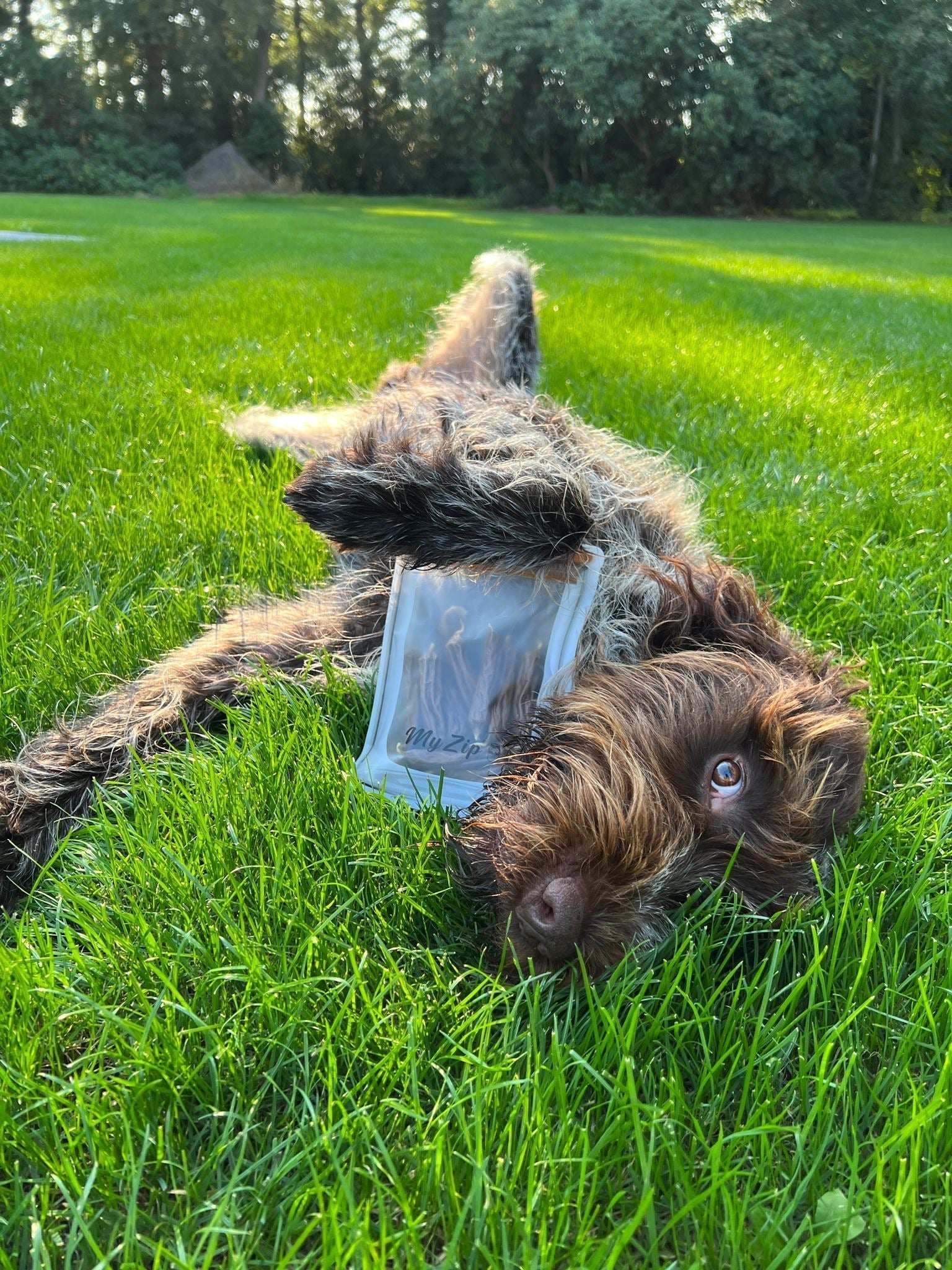 Leckerlis richtig aufbewahren – Warum MyZip-Beutel der perfekte Begleiter für Hundehalter sind